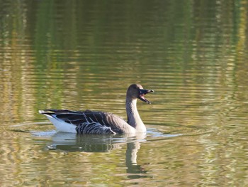 2023年11月21日(火) 境川遊水地公園の野鳥観察記録