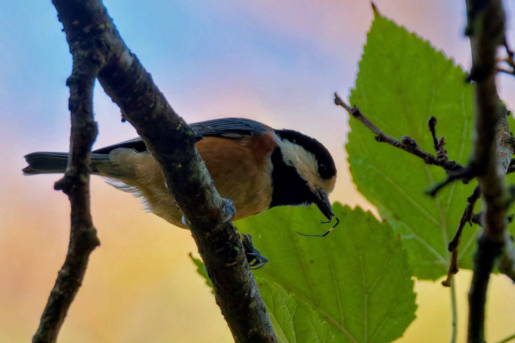 Varied Tit