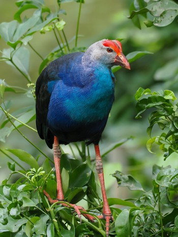 Grey-headed Swamphen Saigon Zoo and Botanical Gardens Mon, 11/20/2023