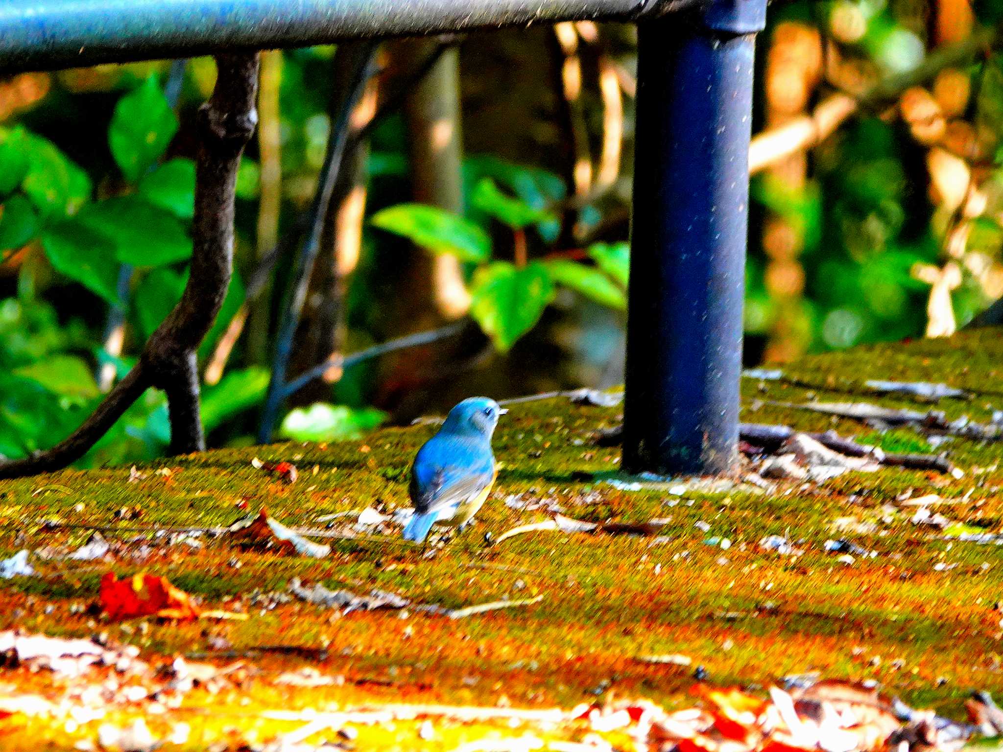 Photo of Red-flanked Bluetail at 稲佐山公園 by M Yama