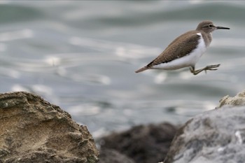 イソシギ 東京港野鳥公園 2023年11月18日(土)