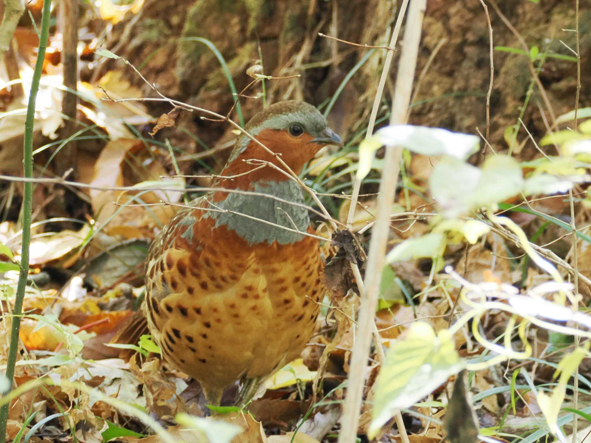 Photo of Chinese Bamboo Partridge at Komiya Park by ぴろり