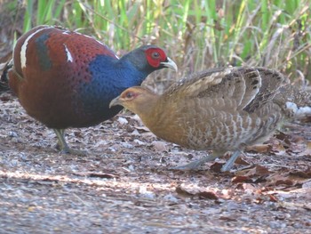 Mrs. Hume's Pheasant