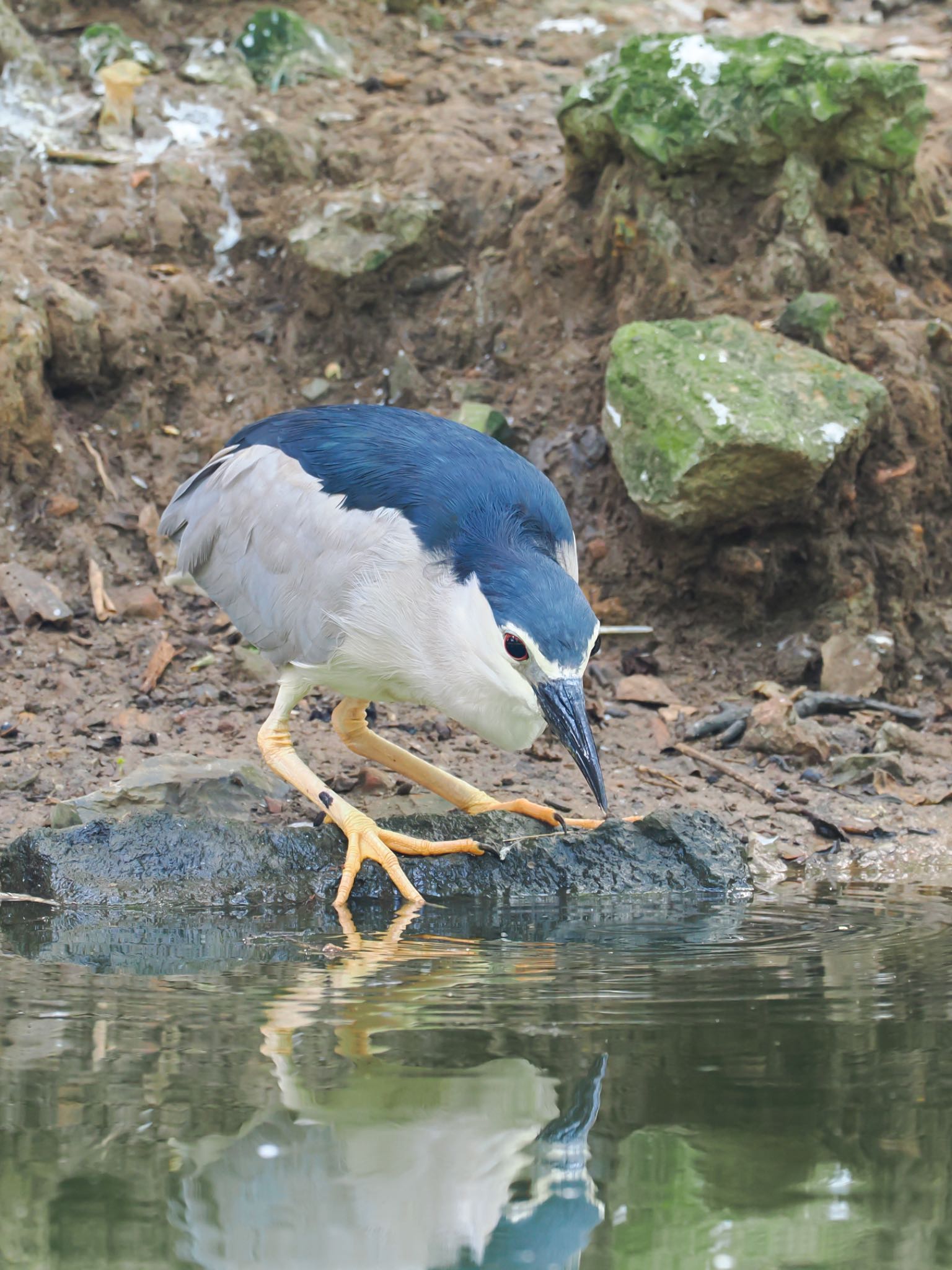 サイゴン動植物園 ゴイサギの写真