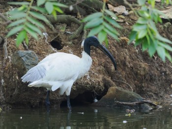 Black-headed Ibis Saigon Zoo and Botanical Gardens Mon, 11/20/2023