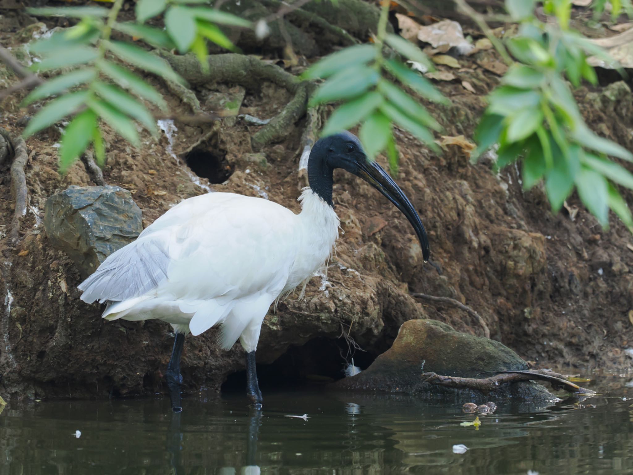 サイゴン動植物園 クロトキの写真 by daffy@お散歩探鳥＆遠征探鳥♪