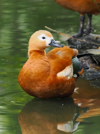 アカツクシガモ サイゴン動植物園 2023年11月20日(月)