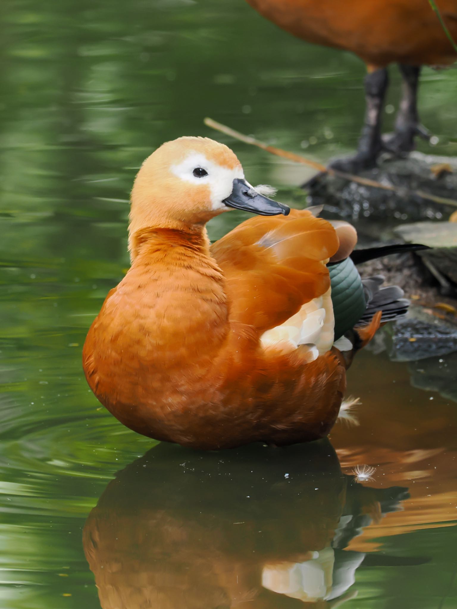 サイゴン動植物園 アカツクシガモの写真 by daffy@お散歩探鳥＆遠征探鳥♪