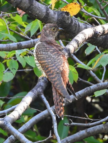 Oriental Cuckoo Unknown Spots Fri, 10/13/2023