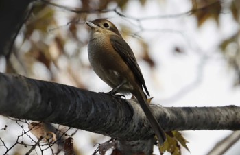 Bull-headed Shrike 和歌山 Sun, 11/19/2023