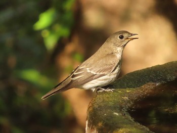 Grey-streaked Flycatcher 権現山(弘法山公園) Sat, 10/7/2023