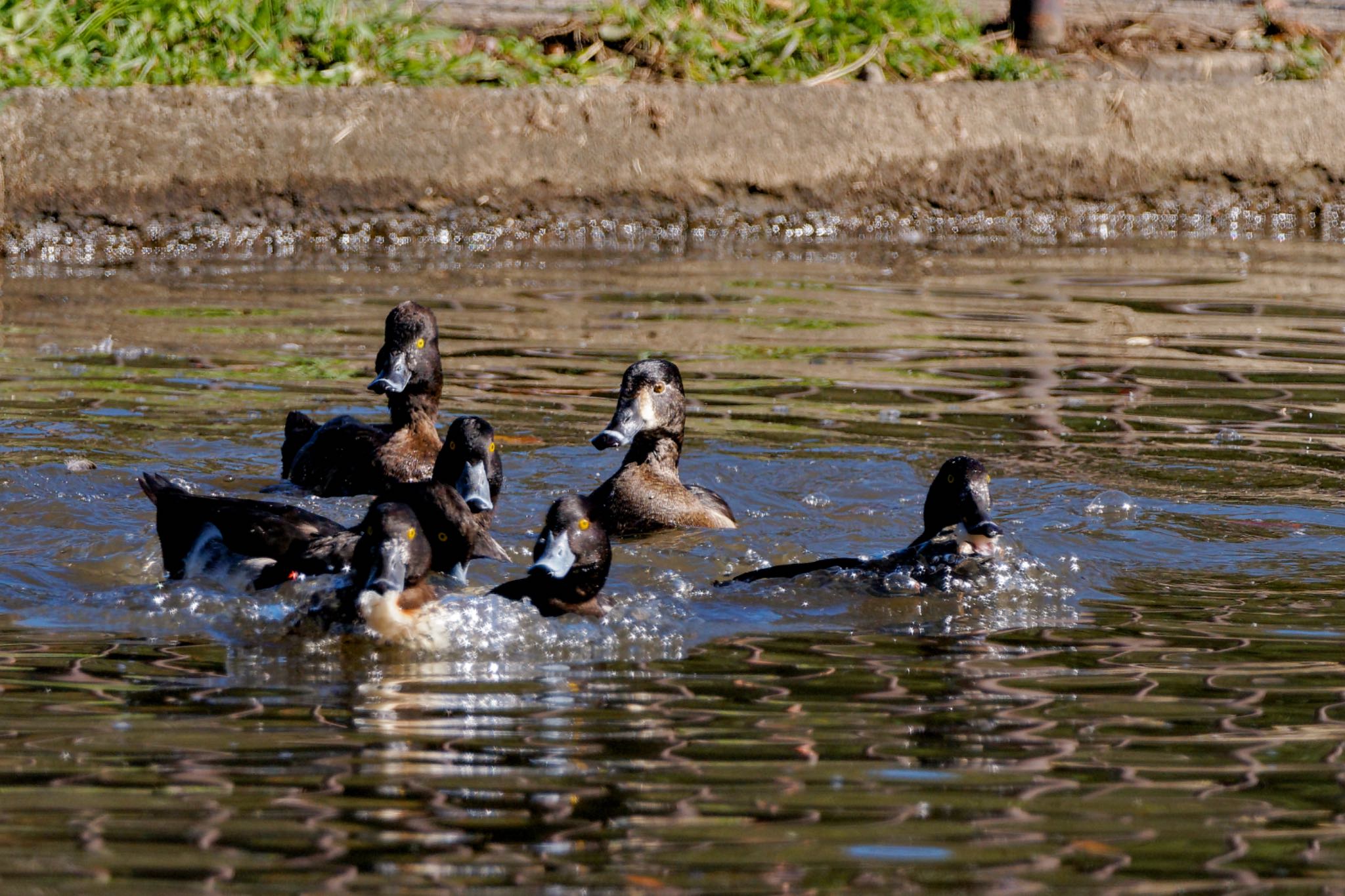 Ring-necked Duck