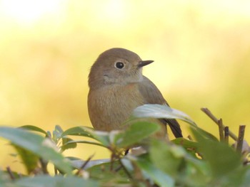 2023年11月22日(水) 京都御苑の野鳥観察記録