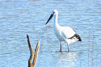 コウノトリ 渡良瀬遊水地 2023年11月18日(土)