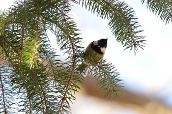 Coal Tit Makomanai Park Tue, 11/21/2023