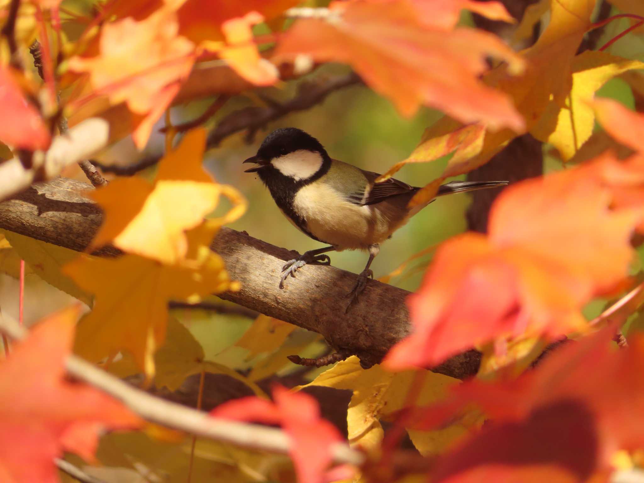 Japanese Tit