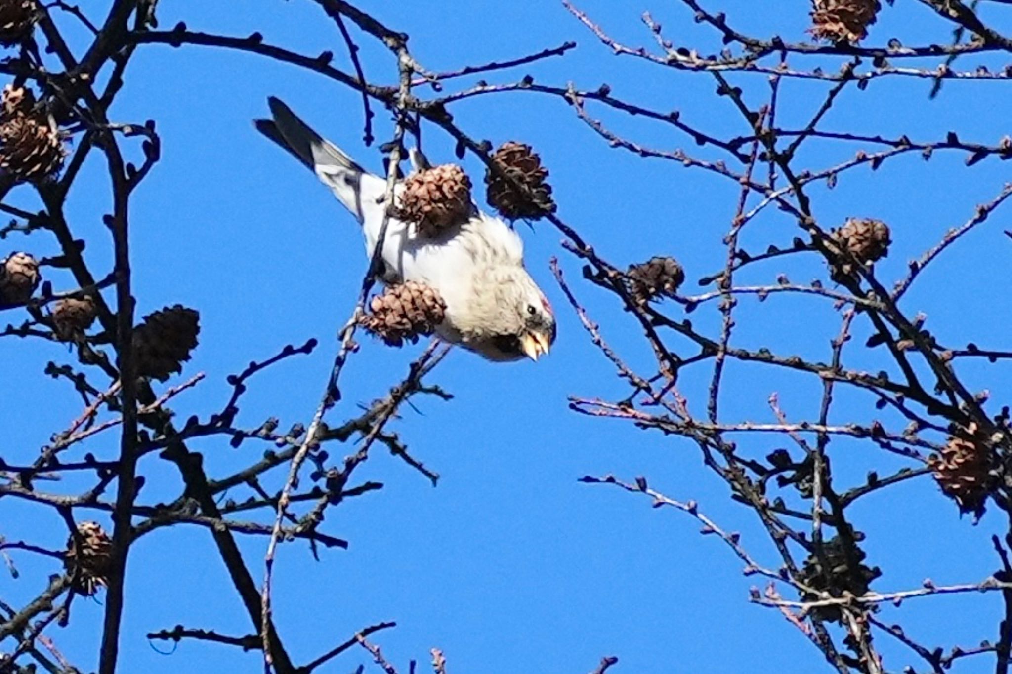 Common Redpoll