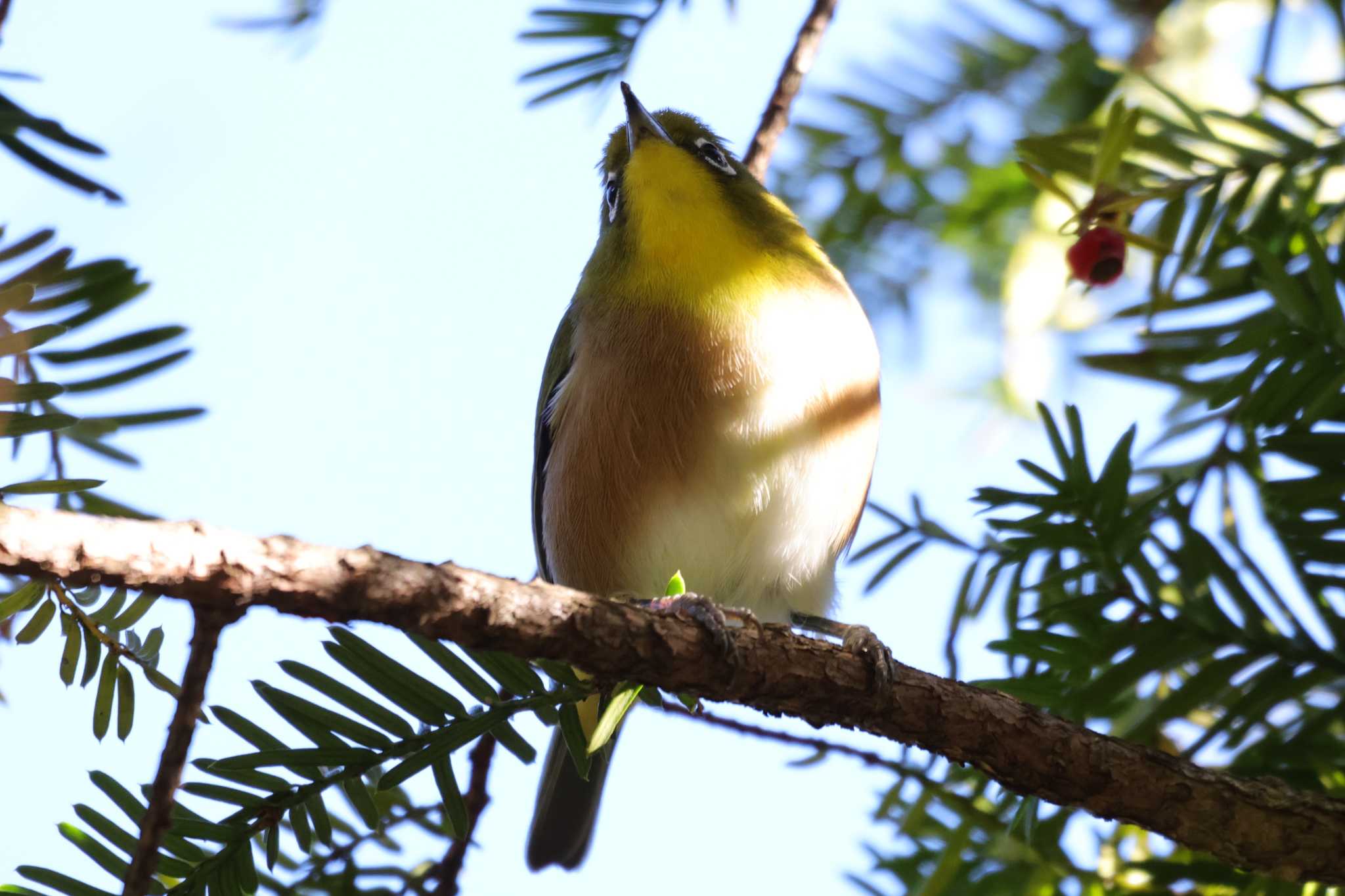 Warbling White-eye