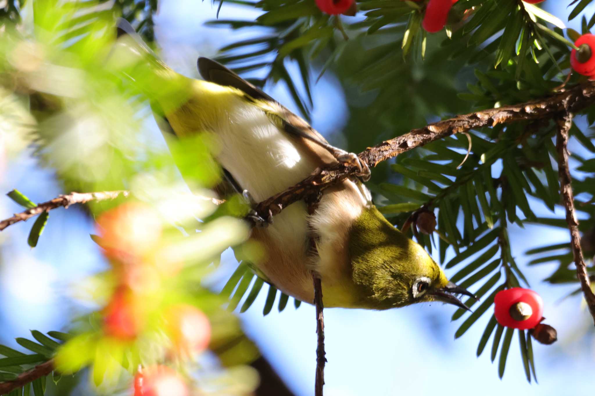 Warbling White-eye