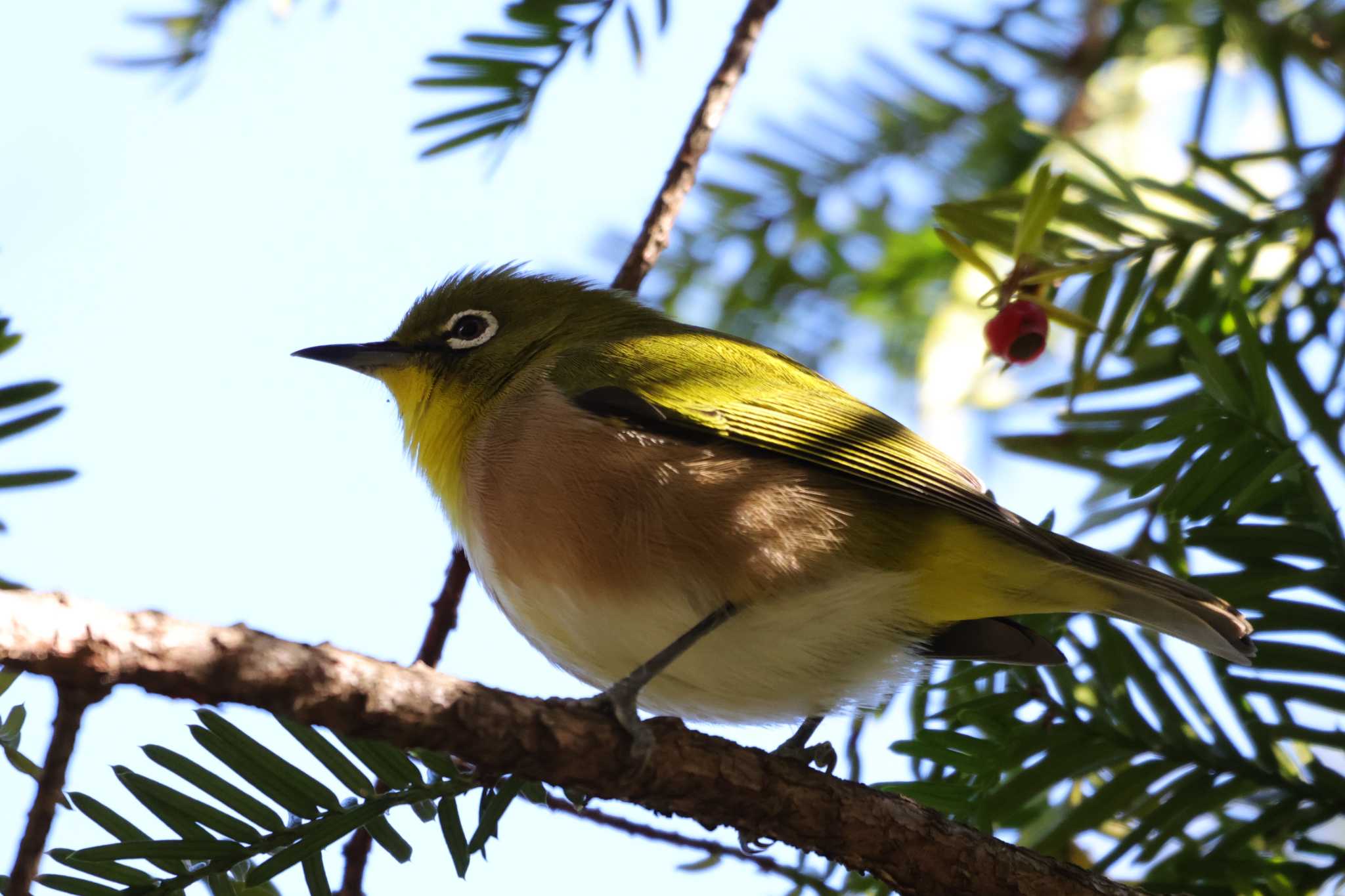 Warbling White-eye