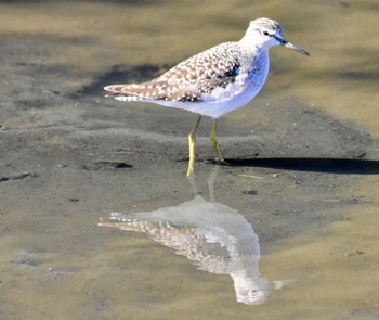 Wood Sandpiper Nabeta Reclaimed land Wed, 11/22/2023