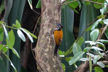 Common Flameback Gardens by the Bay (Singapore) Wed, 3/15/2023