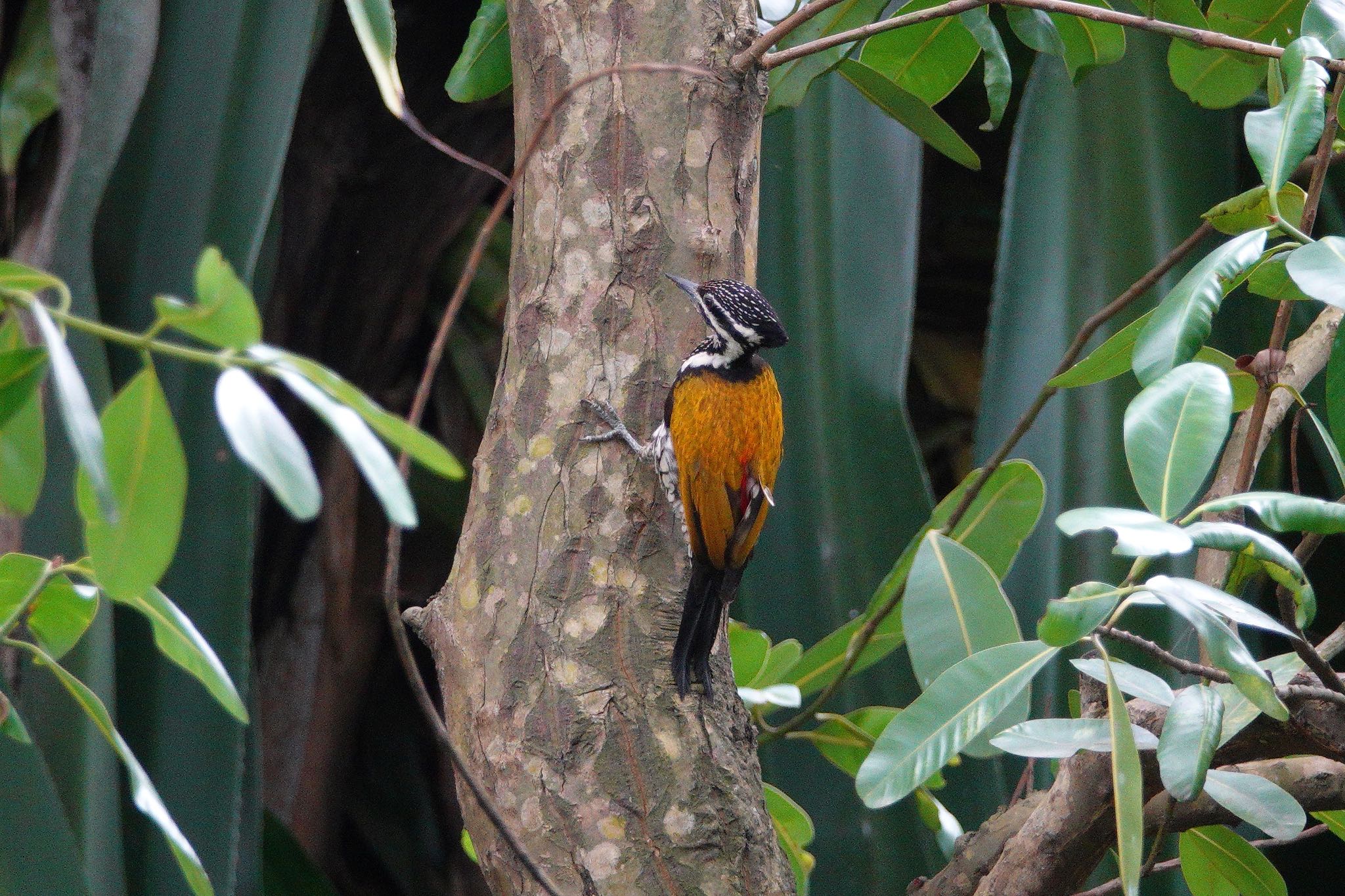 Photo of Common Flameback at Gardens by the Bay (Singapore) by のどか