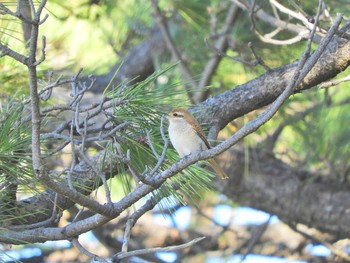 Brown Shrike Hegura Island Wed, 10/3/2018