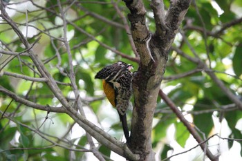 Common Flameback Gardens by the Bay (Singapore) Wed, 3/15/2023