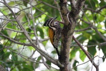 Common Flameback Gardens by the Bay (Singapore) Wed, 3/15/2023