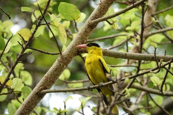 Black-naped Oriole Gardens by the Bay (Singapore) Wed, 3/15/2023