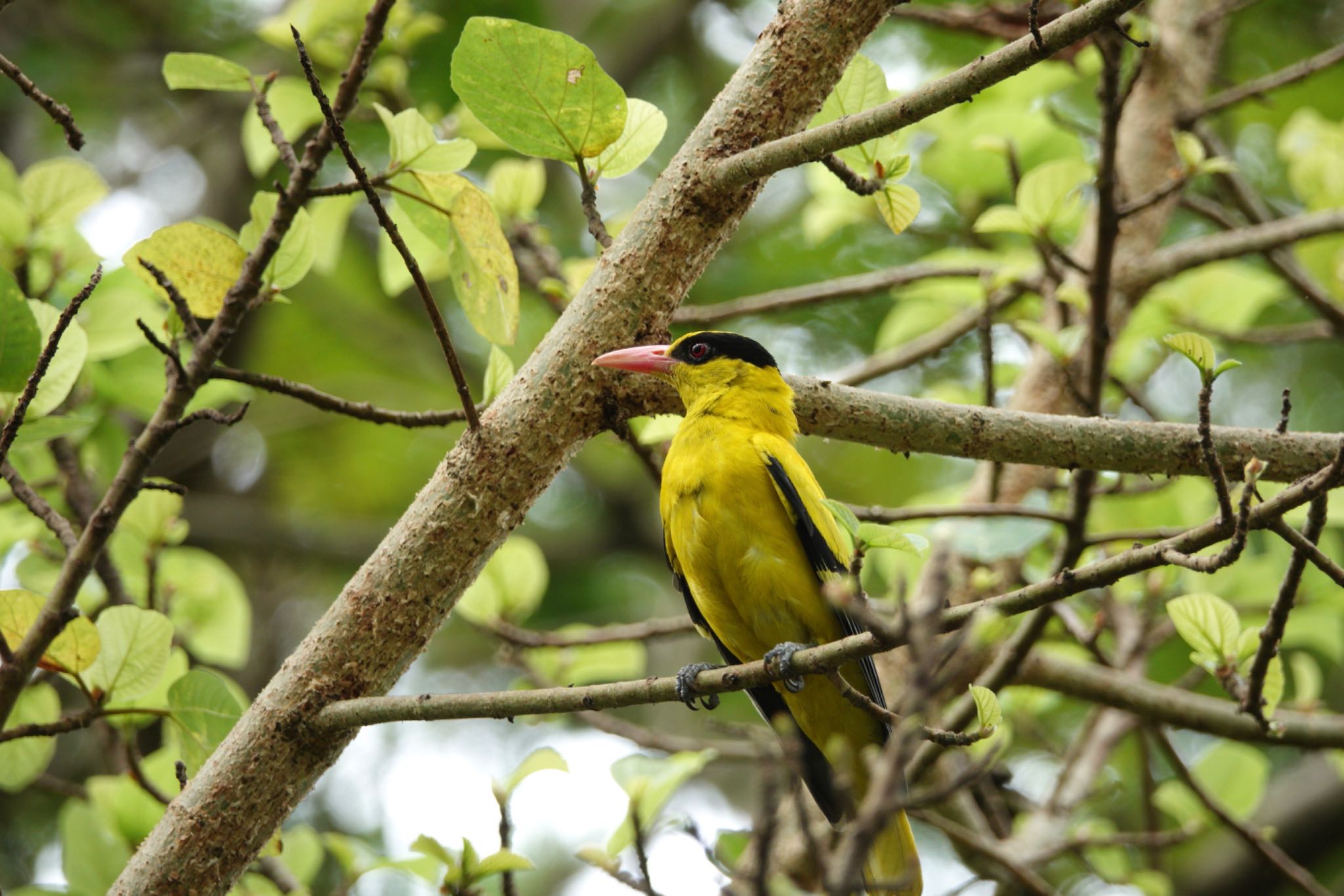 Photo of Black-naped Oriole at Gardens by the Bay (Singapore) by のどか