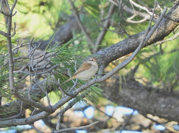 Brown Shrike Hegura Island Wed, 10/3/2018