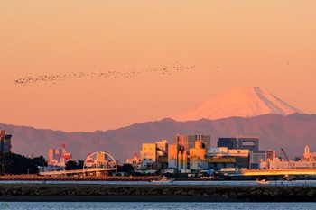 カワウ 葛西臨海公園 2023年11月19日(日)