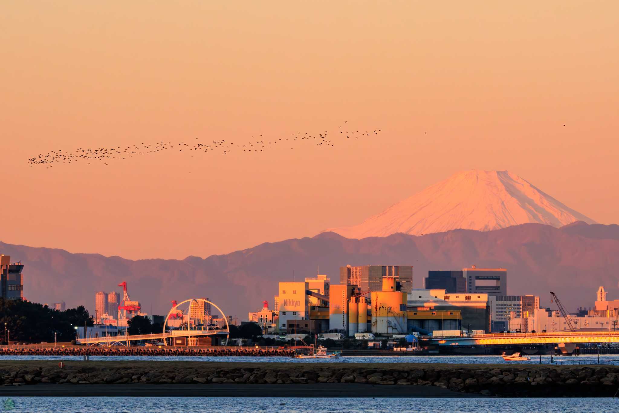 葛西臨海公園 カワウの写真 by d3_plus