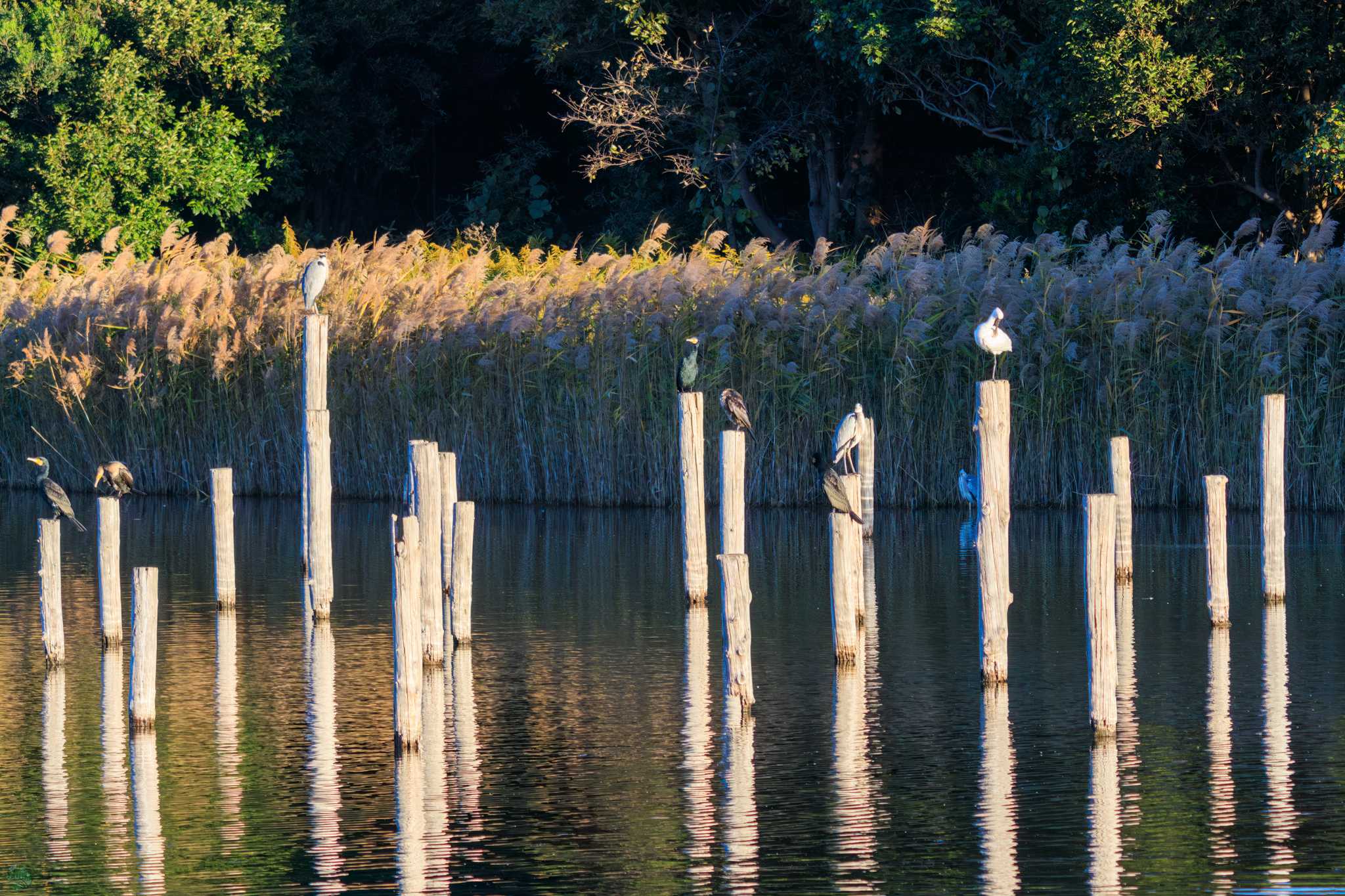 葛西臨海公園 クロツラヘラサギの写真 by d3_plus