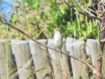 Brown Shrike Hegura Island Wed, 10/3/2018