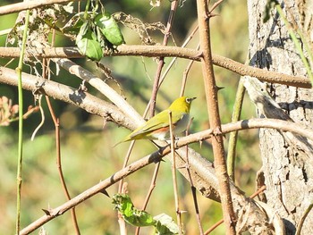 2018年10月3日(水) 舳倉島の野鳥観察記録