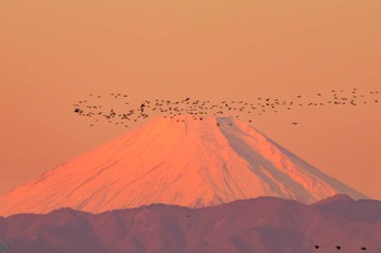 カワウ 葛西臨海公園 2023年11月19日(日)