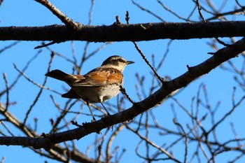 ツグミ ロクハ公園(滋賀県草津市) 2023年11月19日(日)