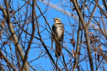 ツグミ ロクハ公園(滋賀県草津市) 2023年11月19日(日)