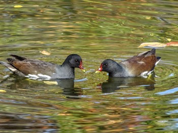 Common Moorhen 菊名池公園(神奈川県横浜市) Wed, 11/22/2023