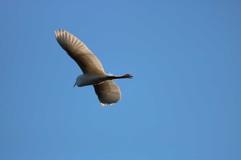 Medium Egret 大和市 Wed, 11/22/2023