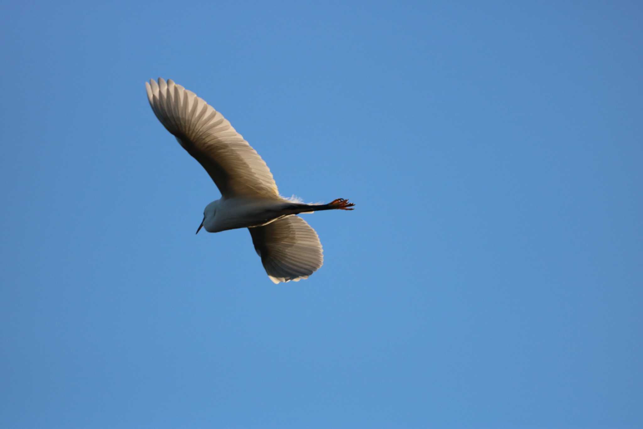 Photo of Medium Egret at 大和市 by 大野雅己