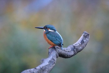 Common Kingfisher 大和市 Mon, 11/20/2023