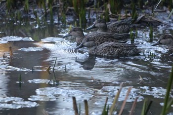 Eastern Spot-billed Duck 大和市 Mon, 11/20/2023