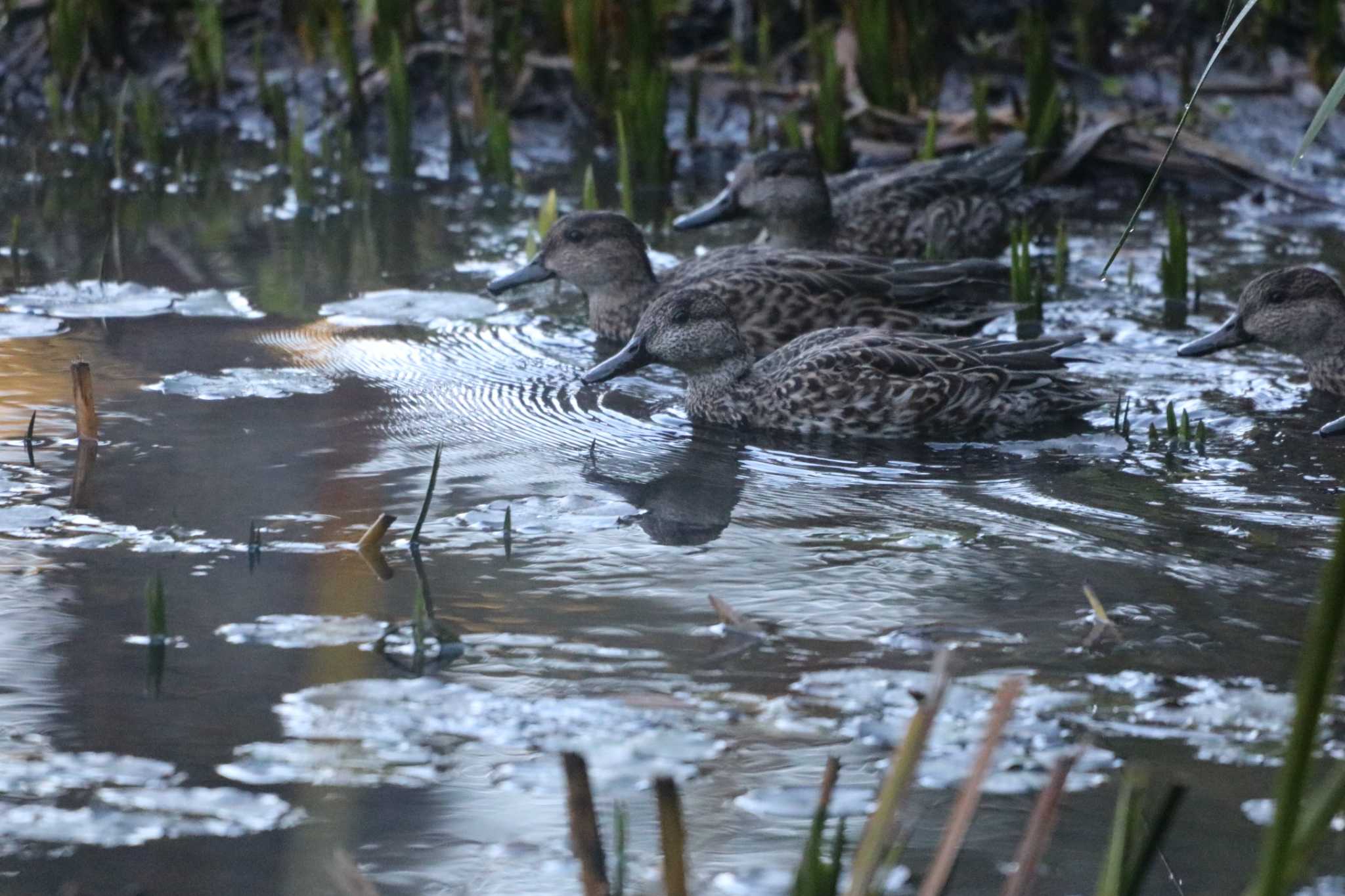 Photo of Eastern Spot-billed Duck at 大和市 by 大野雅己