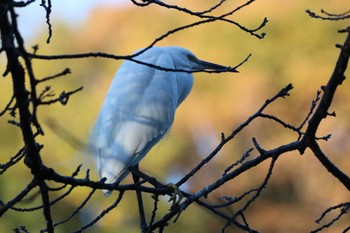 チュウサギ 大和市 2023年11月20日(月)