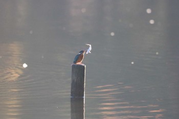 Common Kingfisher 大和市 Wed, 11/22/2023