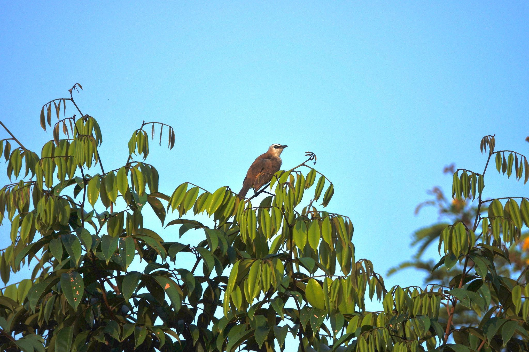 Photo of Yellow-vented Bulbul at Sungei Buloh Wetland Reserve by のどか